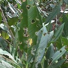 Shot Hole Disease<br>Otto Luyken laurel shrubs